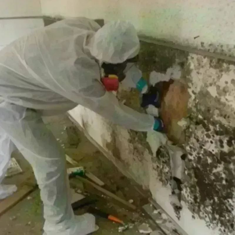 Mold Remediation and Removal in DeRidder, LA